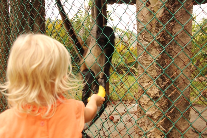 Sands Hotel Monkey